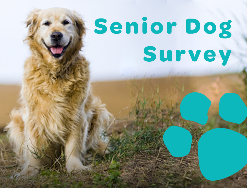 senior-dog-survey