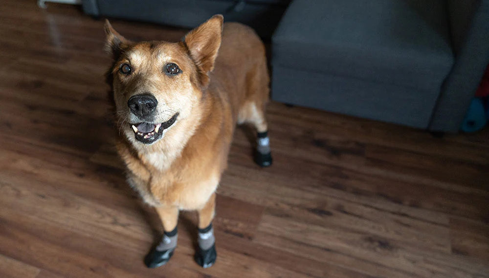 Is Your Pooch Slipping on the Floors? Dog Socks Can Help!