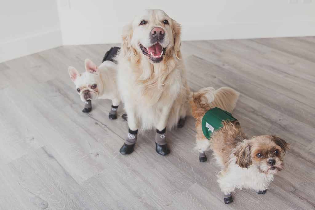 How Do I Keep My Dog's Socks From Falling Off?