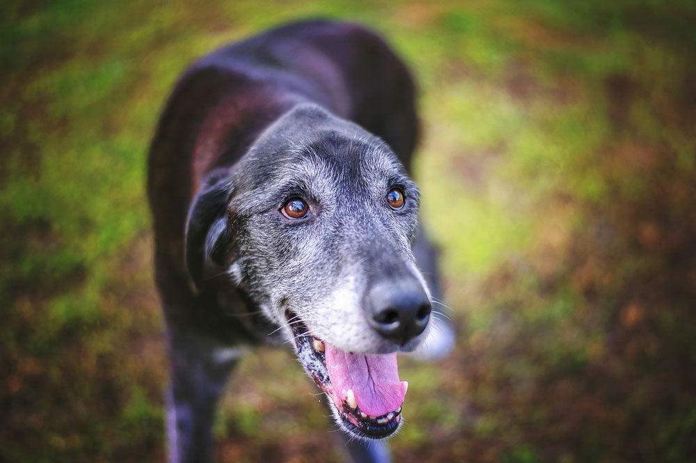 What You Need to Know About Adopting a Senior Dog
