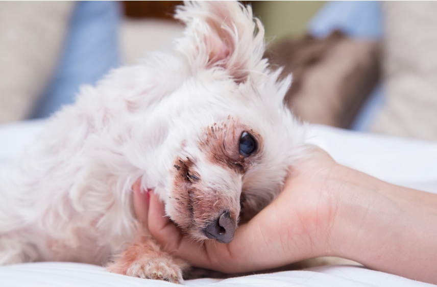 Canine Idiopathic Vestibular Syndrome