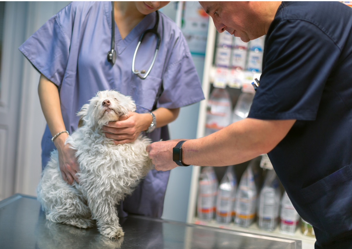 Keeping your Senior Dog Calm at the Vet Dog Quality