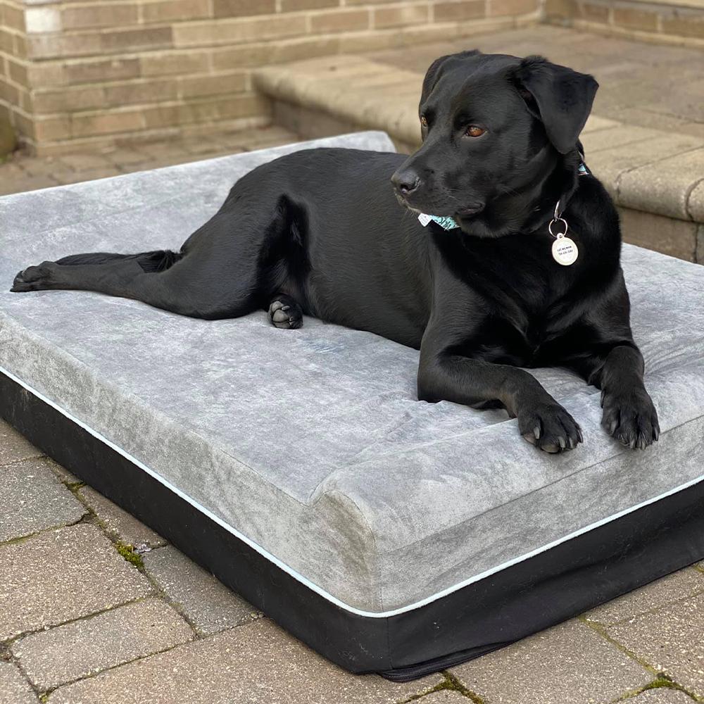 Extra-Large Orthopedic Dog Bed with Therapeutic Memory Foam | Double Pillow Design