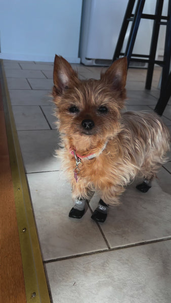 Grippers non slip dog socks for grip on tile, hardwood and laminate floors