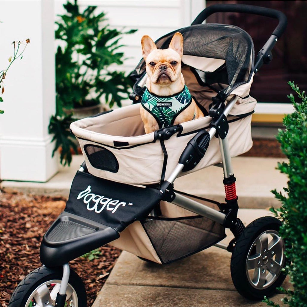 7 Stroller-Friendly Places to Enjoy Your Dogger Dog Stroller in Houston