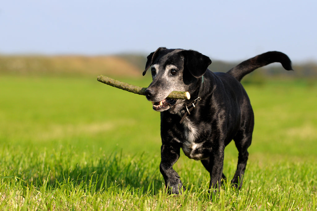 The Ultimate Guide to Caring for Senior Dogs: Tips, Tools, and Products to Improve Their Quality of Life