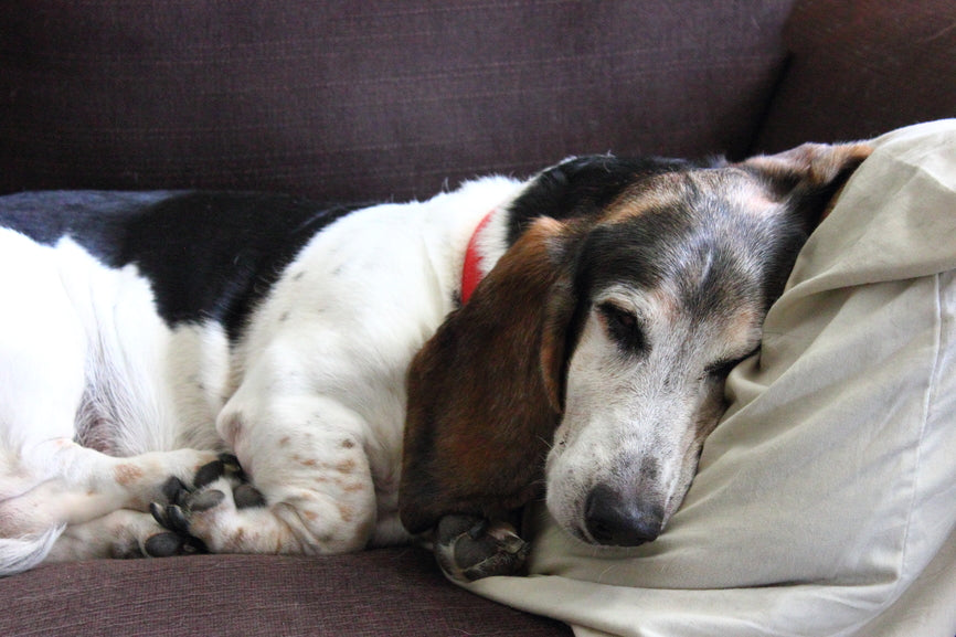 Why We Focus on Helping Senior Dogs