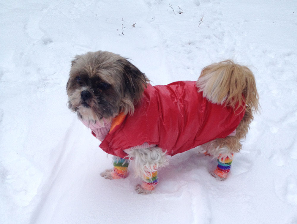 Tips for Enjoying Winter With Your Senior Dog