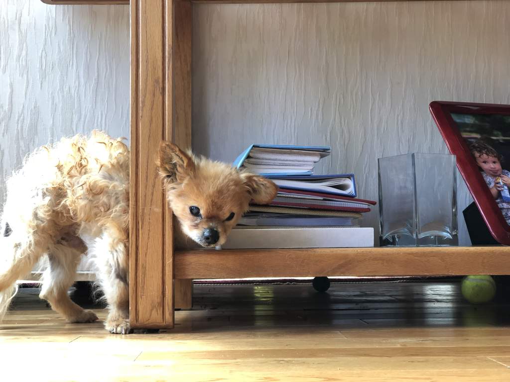 senior-dog-trapped-between-table-legs