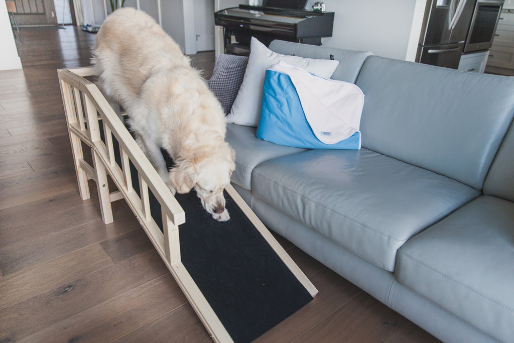 How to Teach Your Senior Dog to Use a Couch or Bed Ramp