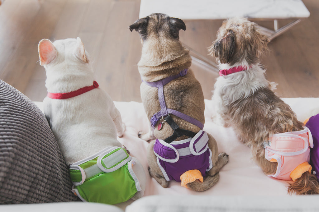 Choosing the right diaper for your dog