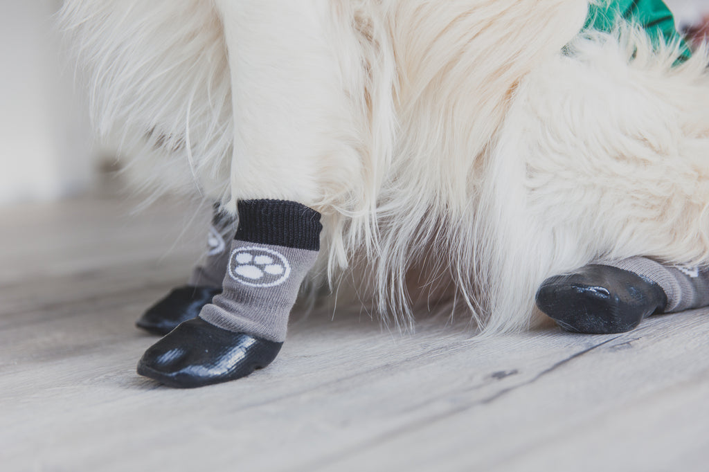Dog Socks vs. Dog Shoes Which Is Better For My Senior Dog?
