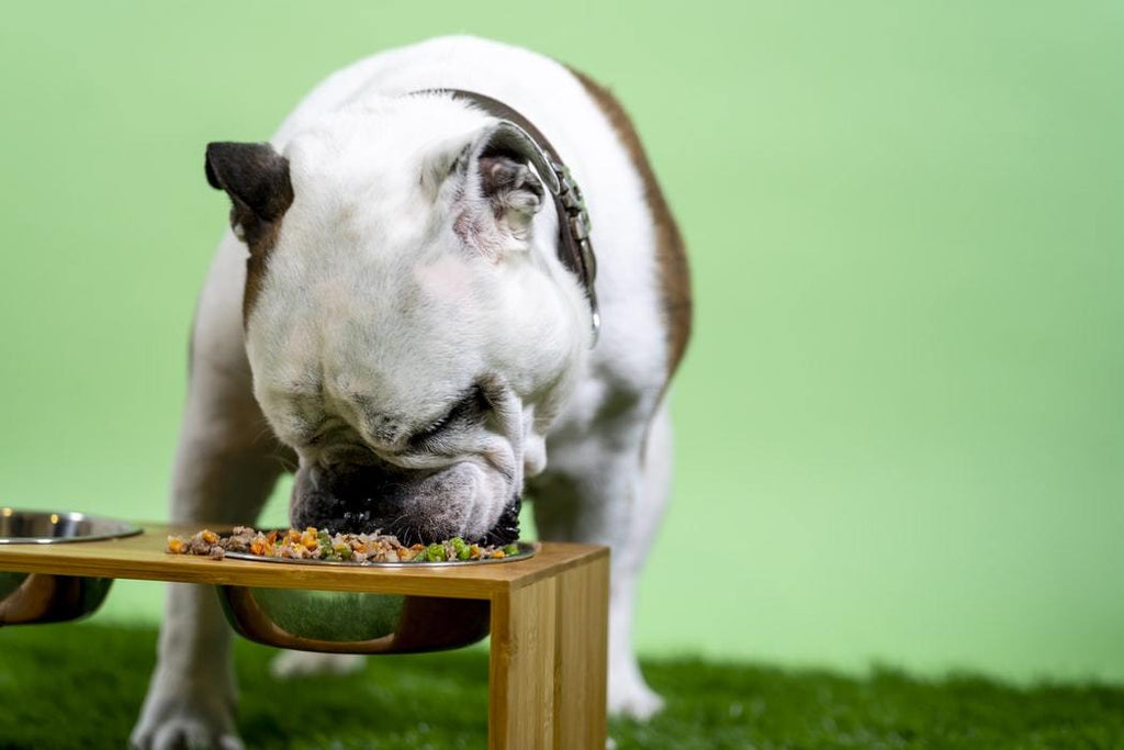 How to Choose a Place for Your Dog to Eat: 12 Steps