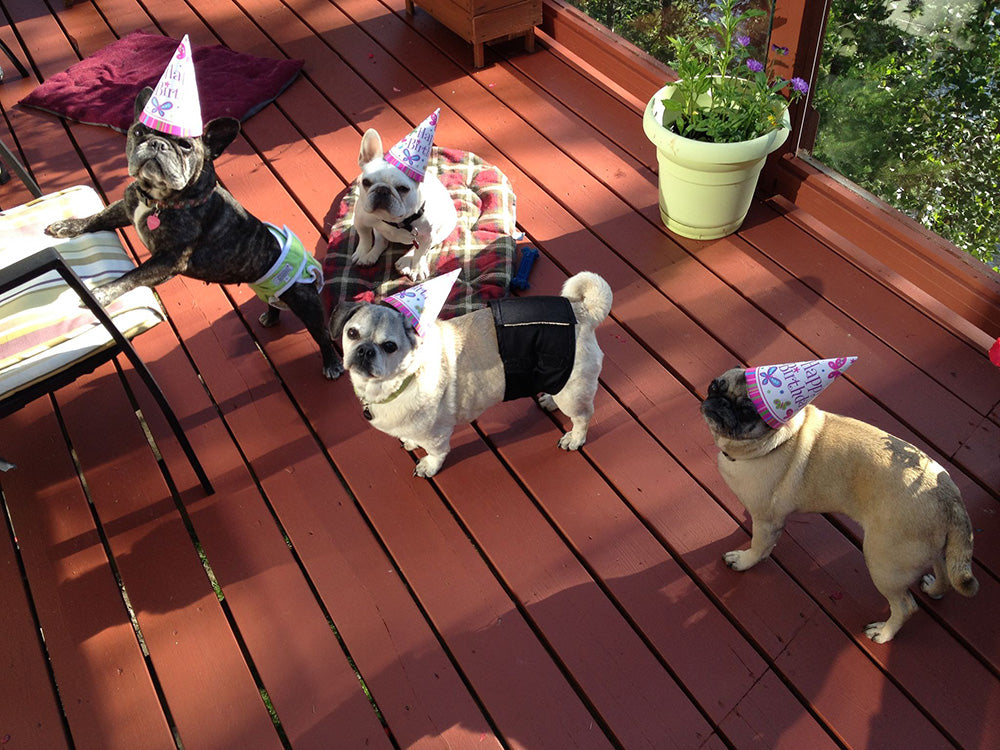 The Best Senior Dog Party Ideas for National Dog Party Day and Beyond