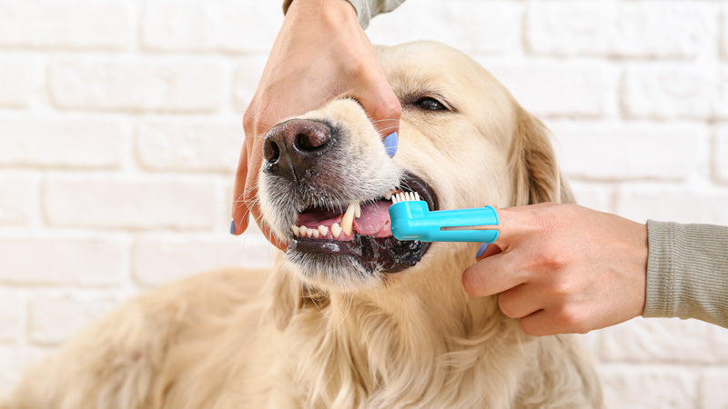 آموزش مسواک زدن دندان سگ + فیلم و عکس