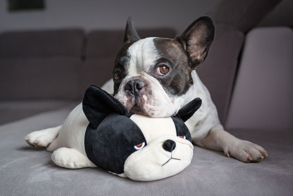 frenchie with a plush toy