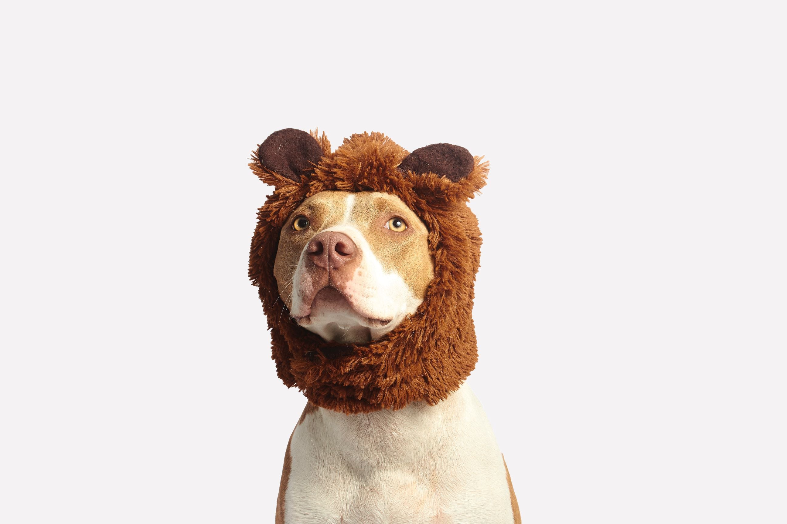 15 Best Dog Halloween Costume Ideas for a Pawsome Trick or Treat