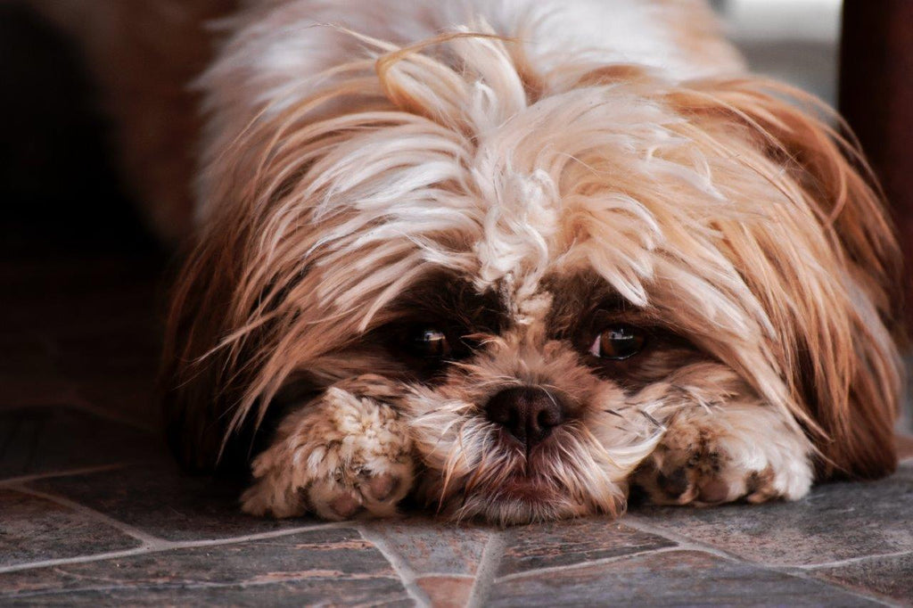 Depression in Senior Dogs and What You Can Do About It