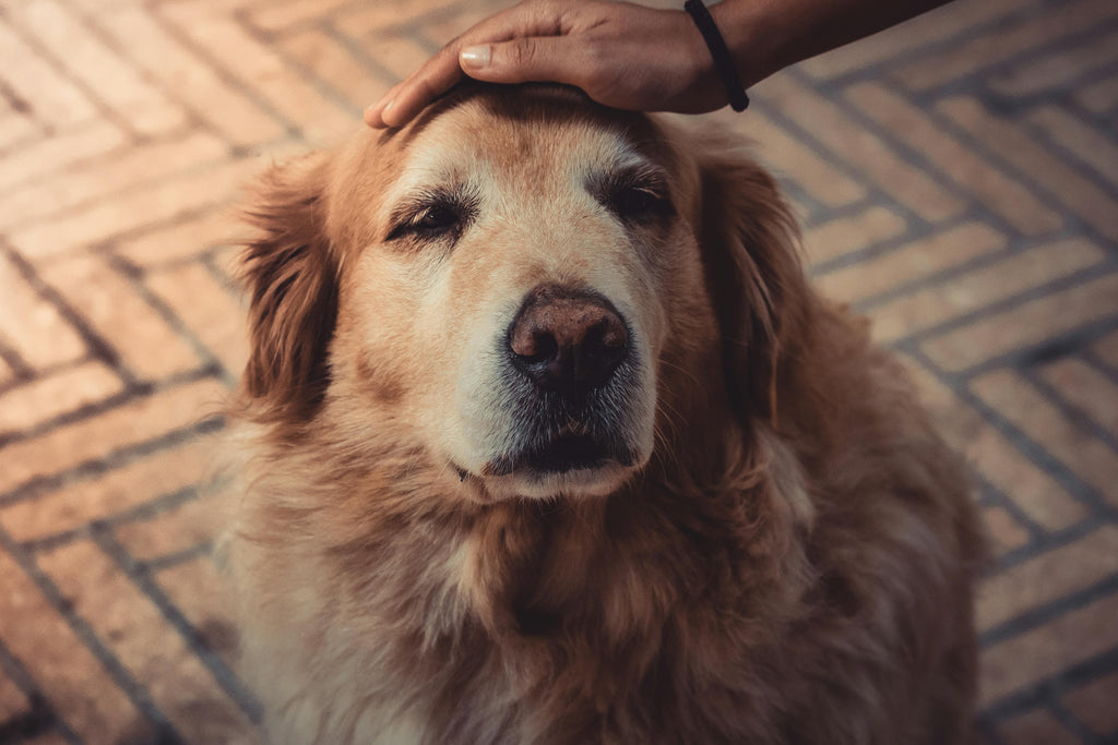 Why Is My Dog's Anxiety Getting Worse With Age?