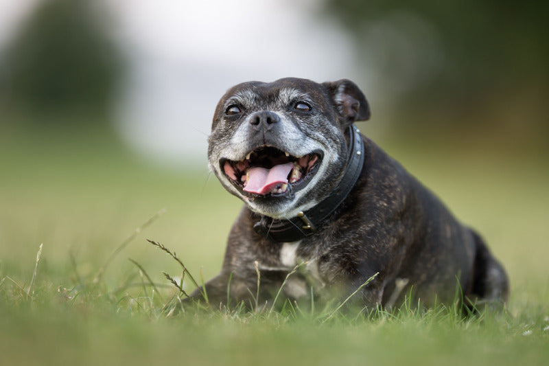 Tips to Keep your Dog Healthy into their Golden Years