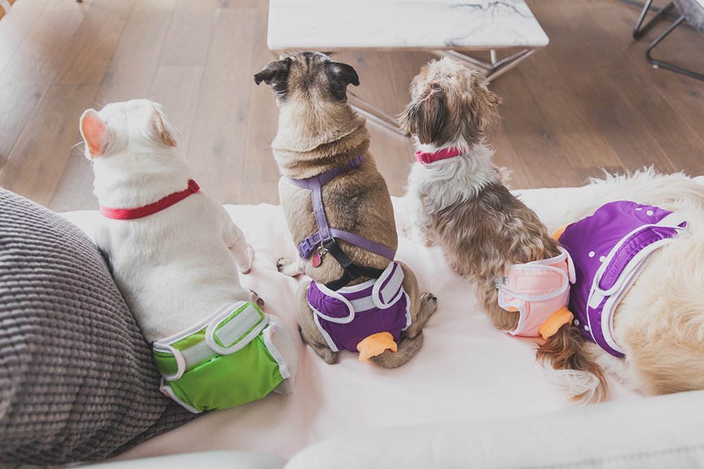 Washable Wonders dog diapers | Managing incontinence never looked so good!