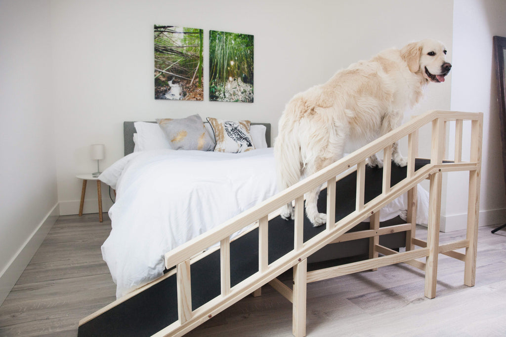 Dog Bed Ramp - Gentle Rise Ramps by Dog Quality