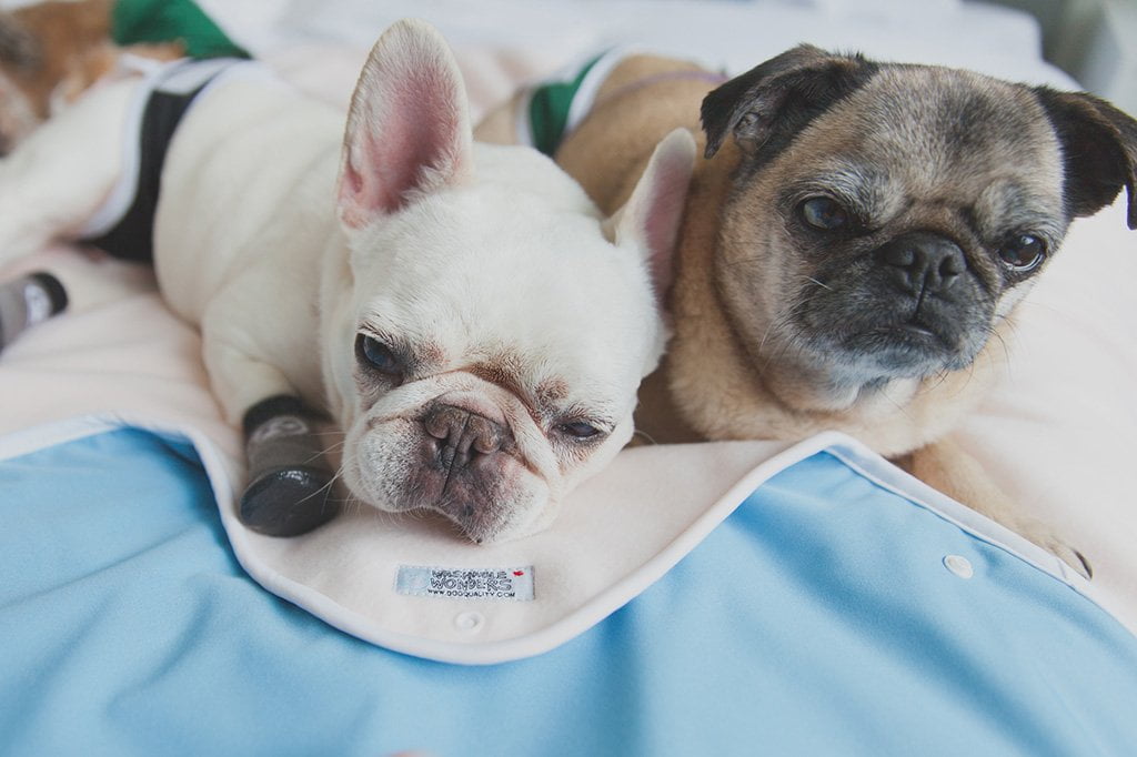 Washable Wonders™ Dog Blanket Pad - Waterproof Dog Incontinence Pad