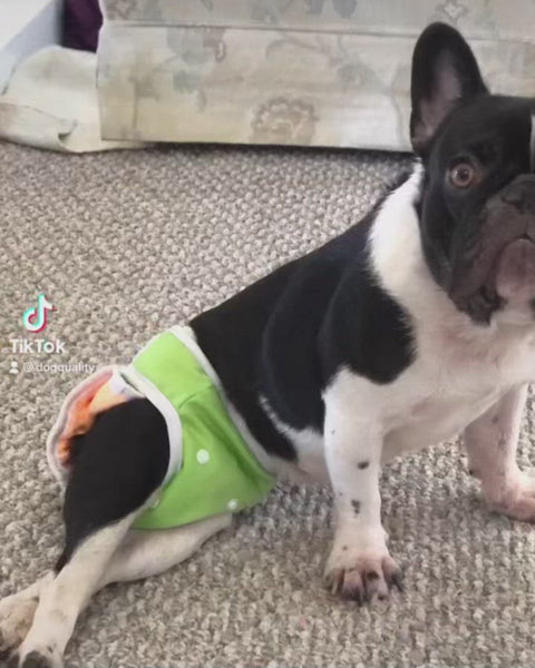 No tail hole diapers - french bulldog