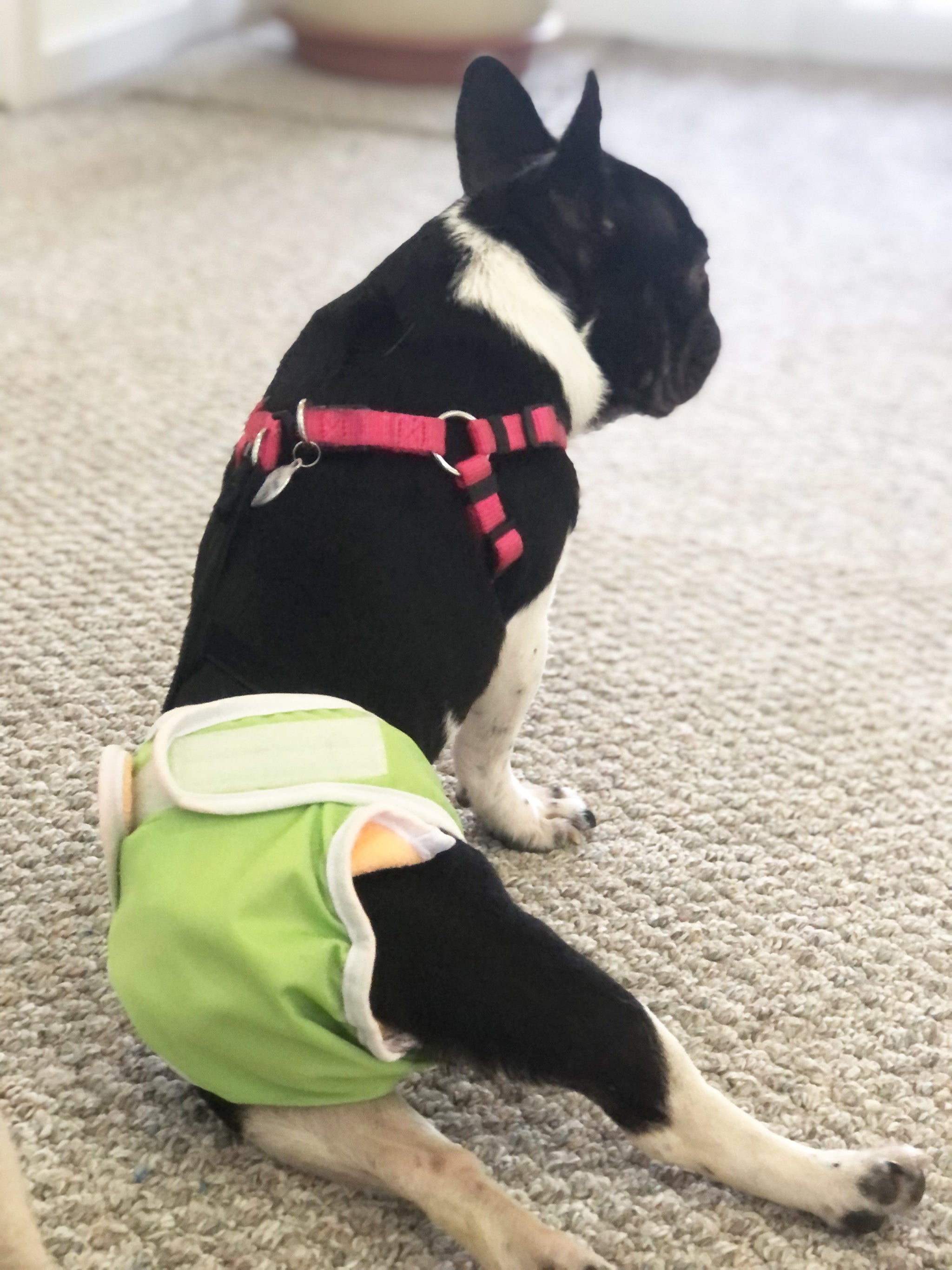 Nappies shops for french bulldogs