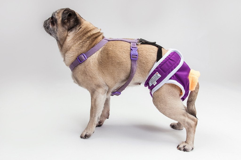Dog Diaper & Belly Band Stretchable Straps-2
