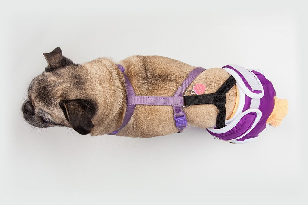 Dog Diaper & Belly Band Stretchable Straps-3